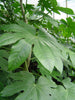 Japanese Aralia Fatsia Japonica Large plants