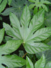 Japanese Aralia Fatsia Japonica plants