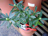 Daphne odora Aureomarginata Scented 5 Litre large pots