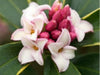 Daphne odora Aureomarginata Scented 5 Litre large pots
