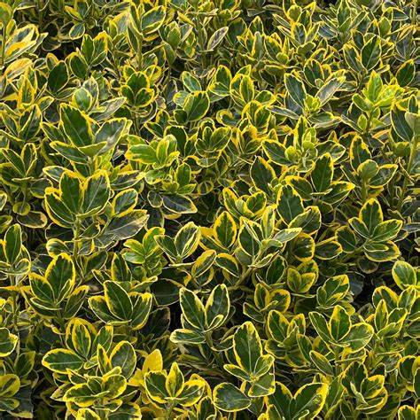 Euonymus Aureus. Evergreen Japanese Spindle hedge bushes. 15 Litre large pots