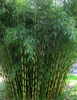Fargesia robusta Campbell. Clumping hardy bamboos pot plants. Plant at anytime of the year!