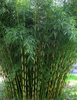 Fargesia robusta Campbell Clumping hardy bamboo plants