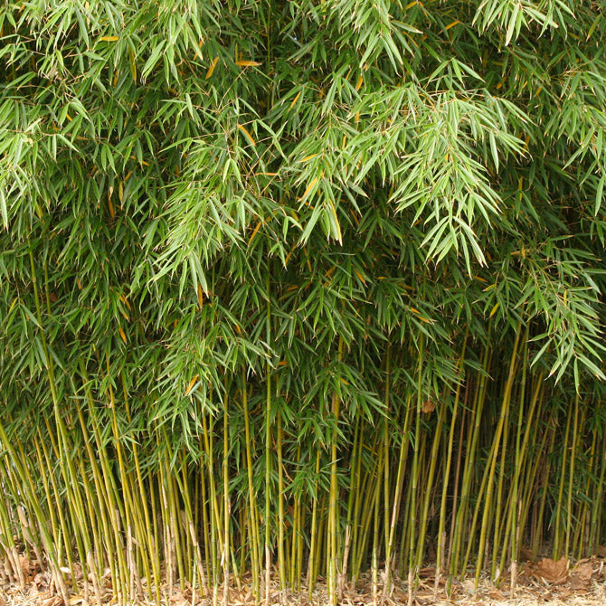 Campbell clumping bamboo hedging screening 5-9ft plants