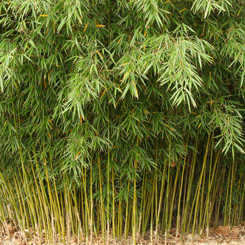 Fargesia robusta Campbell Clumping hardy bamboo plants