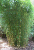 Fargesia robusta Campbell. Clumping hardy bamboos pot plants. Plant at anytime of the year!