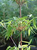 Red Panda clumping bamboos