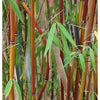 Red Panda clumping bamboos