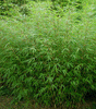 Green Panda Fountain clumping Bamboo Rufa 4-5ft plants 15 Litre large pots