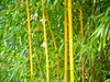 Golden Crookstem Bamboos for hedging & screening. 8ft & 10ft tall plants available. Pallet Deals