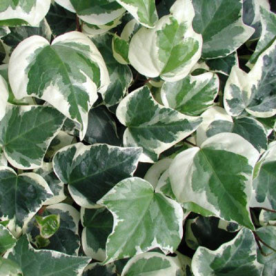 Gloire de Marengo Ivy plants 10 Litre Eco-loop pots 130-140cm