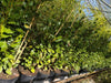 Griselinia 10 & 40 litre Specimen plants Hedging plants