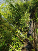 Griselinia 10 & 40 litre Specimen plants Hedging plants
