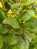 Griselinia 10 & 40 litre Specimen plants Hedging plants