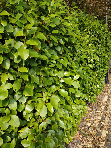 Griselinia in 15 litre large pots for hedging. 90-120cm tall plants. Plant at anytime of the year!