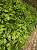 Griselinia 10 & 40 litre Specimen plants Hedging plants