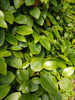 Griselinia 10 & 40 litre Specimen plants Hedging plants