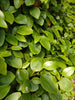 Griselinia in 15 litre large pots for hedging. 90-120cm tall plants. Plant at anytime of the year!