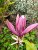 Magnolia black beauty open