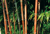 Red Stem Narihira Clumping Bamboo Kimmei 15 Litre Large pots 180cm 6ft tall plants for screening