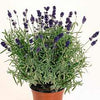 Lavender Hidcote