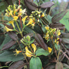 Copper Beauty evergreen Honeysuckle climbers. 130-140cm tall plants in 10 Litre Eco-loop pots