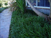 Japanese Mondo Grass plants in 2 litre large pots