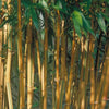 Green Groove Bamboos Plants for hedging & screening. 8ft & 10ft tall plants. Pallet Deals