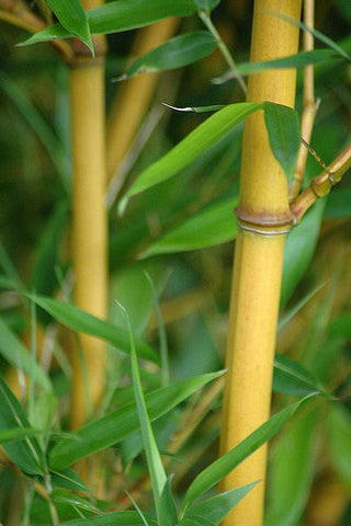 Golden Crookstem Bamboos Hedging Screening 8ft / 10ft plants Pallet Deals