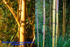 Golden Crookstem Bamboos Hedging Screening  8ft / 10ft plants