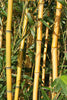 Golden Crookstem Bamboos Hedging Screening 8ft-10ft plants