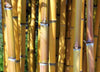 Golden Crookstem Bamboos for hedging & screening. 8ft & 10ft tall plants available. Pallet Deals
