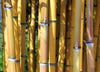 Golden Crookstem Bamboos Hedging Screening  8ft / 10ft plants