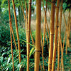 Golden Crookstem Bamboos Hedging Screening  8ft/10ft plants