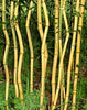 Green Groove Bamboos Plants for hedging & screening. 8ft & 10ft tall plants. Pallet Deals