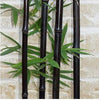 Black stemmed Bamboo Plants. 6-10ft tall plants available. Pallet Deals