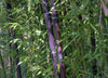Black stemmed Bamboo Plants. 6-10ft tall plants available. Pallet Deals