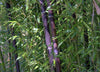 Black stemmed Bamboo Plants. 6-10ft. plants. Autumn plant now!