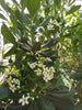 Japanese Pittosporum tobira Evergreen Mock Orange Hedging Shrubs 10 Litre Eco-pots