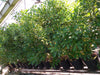 Japanese Pittosporum tobira Evergreen Mock Orange Hedging Shrubs 10 Litre Eco-pots