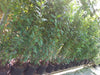 Hedging Bay Plants 4-5ft & 5-6ft tall plants in 10 & 15 Litre growers pots. Plant at anytime of the year!