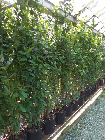 Hedging Bay Plants 4-5ft & 5-6ft plants 10 & 15 Litre pots Pallet Deals