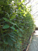 Hedging Bay Plants 4-5ft & 5-6ft tall plants in 10 & 15 Litre growers pots. Pallet Deals