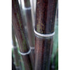 Black stemmed Bamboo Plants. 6-10ft tall plants available. Pallet Deals