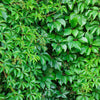 American Virginia Creeper Cover walls