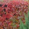 American Virginia Creeper 10 Litre pot Autumn colour