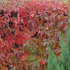 American Virginia Creeper Cover walls