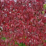 American Virginia Creeper Cover walls fences sheds Large plants 5ft/150cm