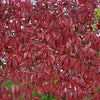 American Virginia Creeper 10 Litre pot Autumn colour