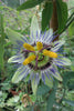 Passion flower Passiflora climbing plants